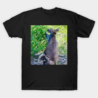 Swamp Wallaby Feeding! T-Shirt